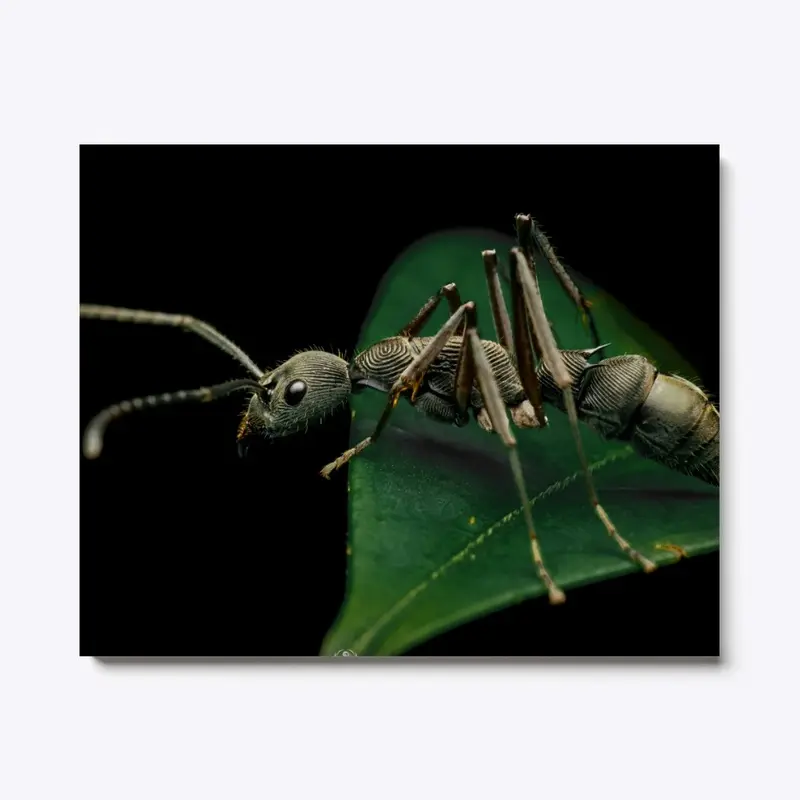 [RAJ] Bornean queenless ant