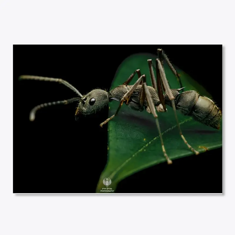 [RAJ] Bornean queenless ant