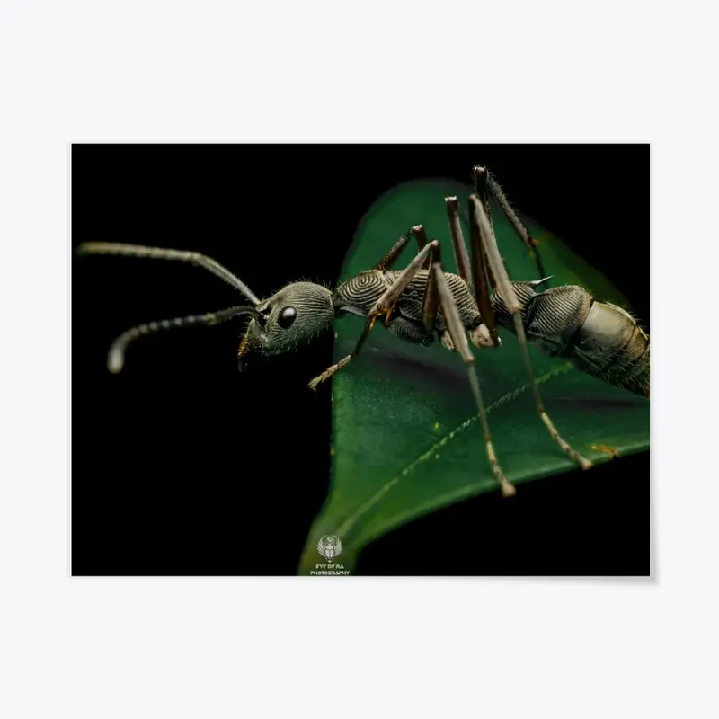 [RAJ] Bornean queenless ant